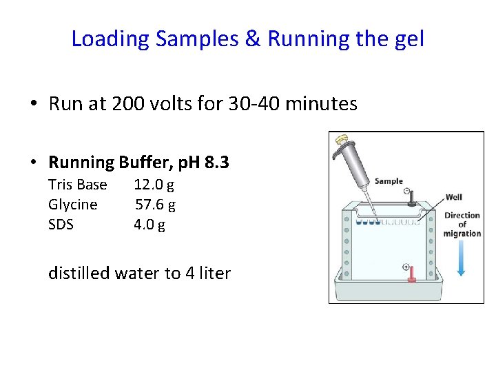 Loading Samples & Running the gel • Run at 200 volts for 30 -40