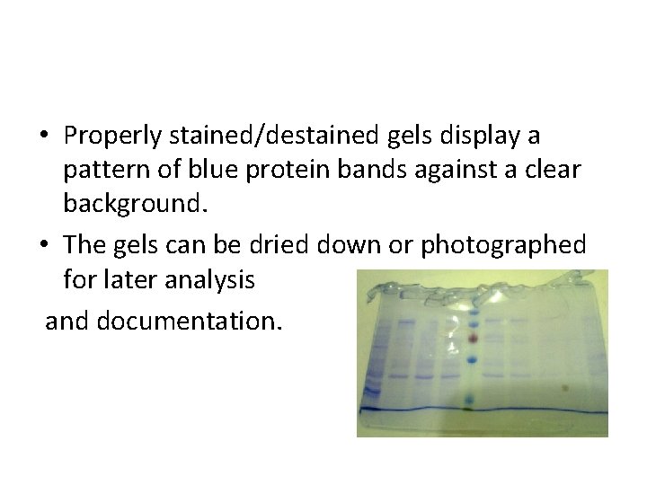  • Properly stained/destained gels display a pattern of blue protein bands against a