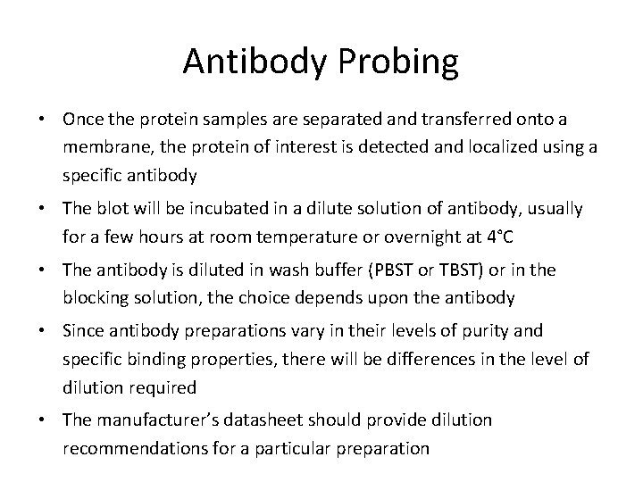 Antibody Probing • Once the protein samples are separated and transferred onto a membrane,