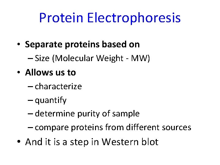 Protein Electrophoresis • Separate proteins based on – Size (Molecular Weight - MW) •