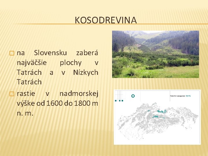 KOSODREVINA na Slovensku zaberá najväčšie plochy v Tatrách a v Nízkych Tatrách � rastie