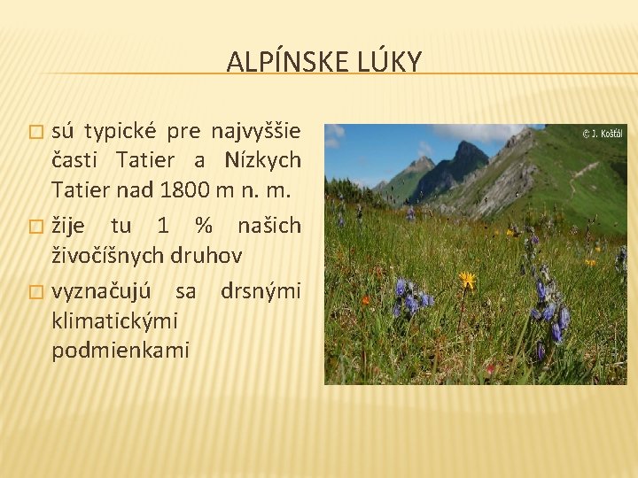 ALPÍNSKE LÚKY sú typické pre najvyššie časti Tatier a Nízkych Tatier nad 1800 m