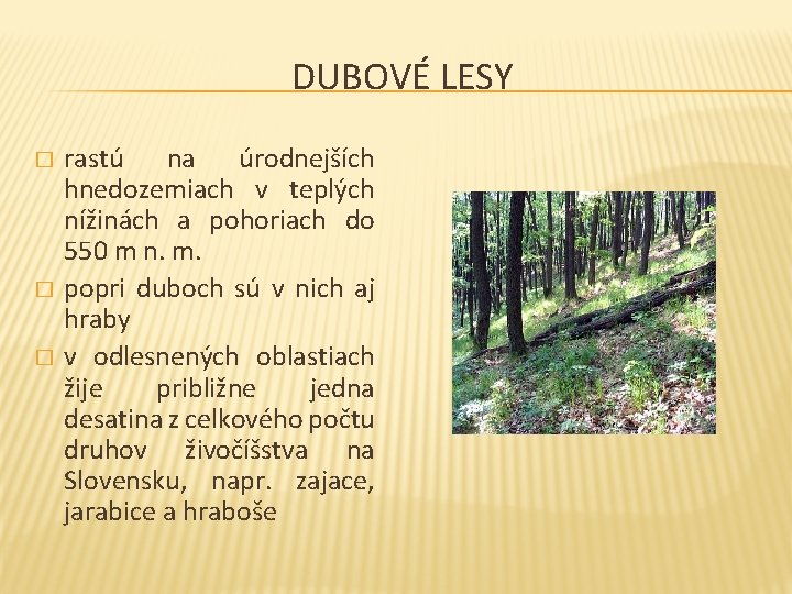 DUBOVÉ LESY � � � rastú na úrodnejších hnedozemiach v teplých nížinách a pohoriach