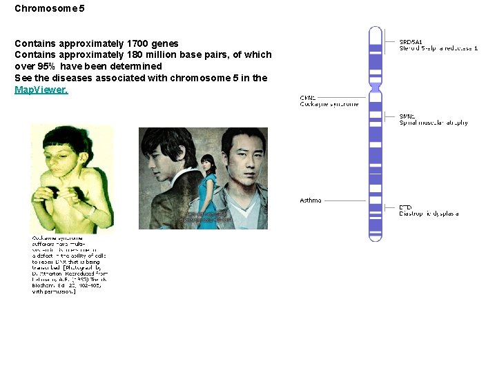 Chromosome 5 Contains approximately 1700 genes Contains approximately 180 million base pairs, of which