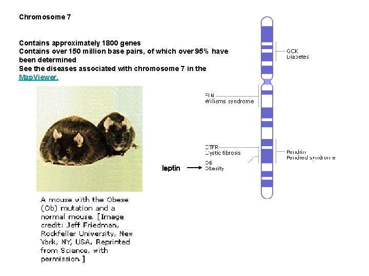 Chromosome 7 Contains approximately 1800 genes Contains over 150 million base pairs, of which