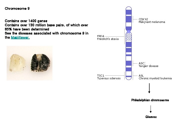 Chromosome 9 Contains over 1400 genes Contains over 130 million base pairs, of which