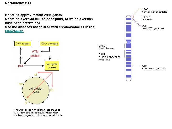 Chromosome 11 Contains approximately 2000 genes Contains over 130 million base pairs, of which