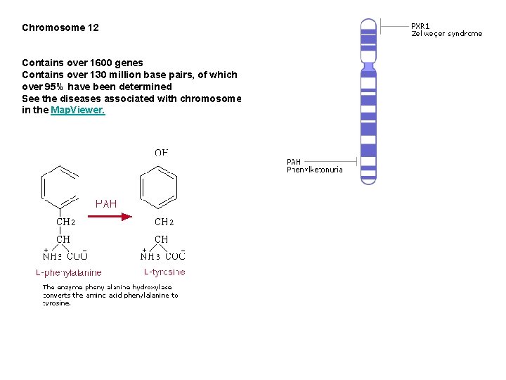 Chromosome 12 Contains over 1600 genes Contains over 130 million base pairs, of which