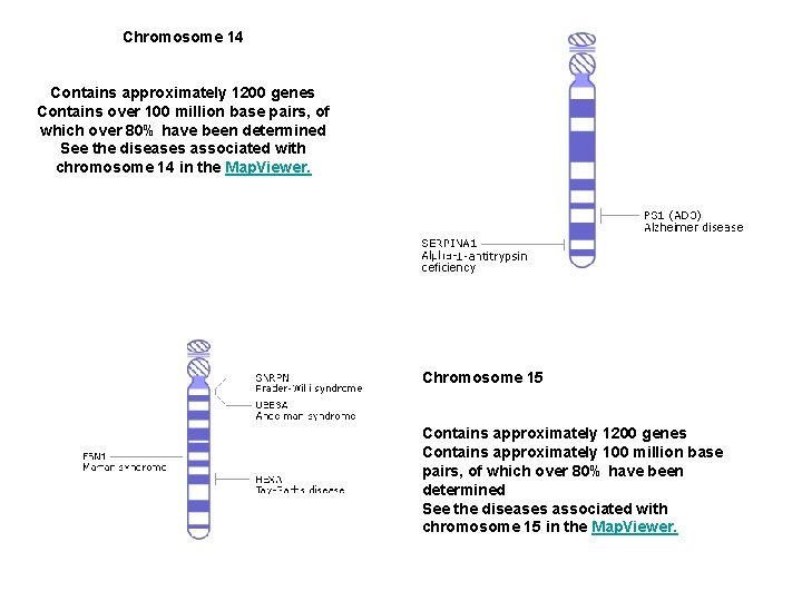 Chromosome 14 Contains approximately 1200 genes Contains over 100 million base pairs, of which