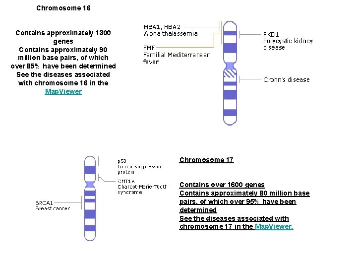 Chromosome 16 Contains approximately 1300 genes Contains approximately 90 million base pairs, of which