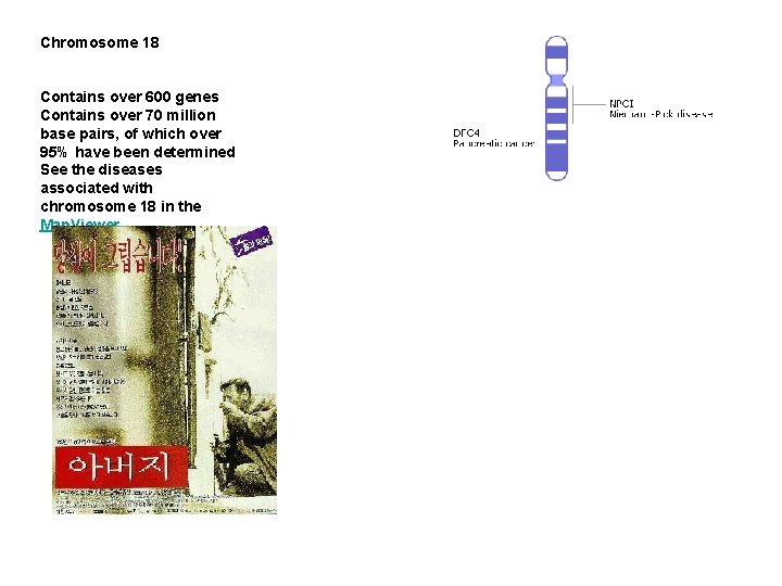 Chromosome 18 Contains over 600 genes Contains over 70 million base pairs, of which