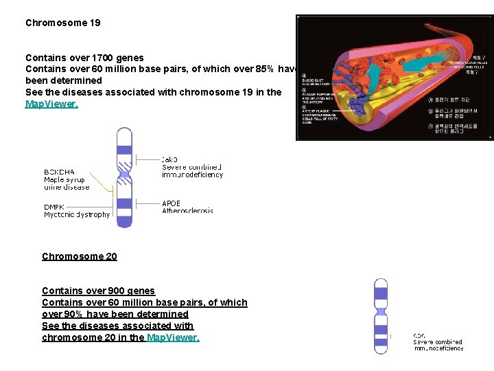 Chromosome 19 Contains over 1700 genes Contains over 60 million base pairs, of which