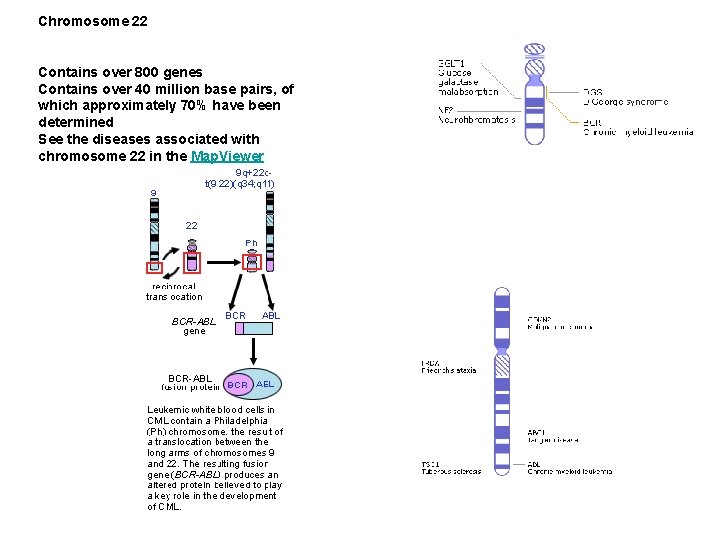 Chromosome 22 Contains over 800 genes Contains over 40 million base pairs, of which