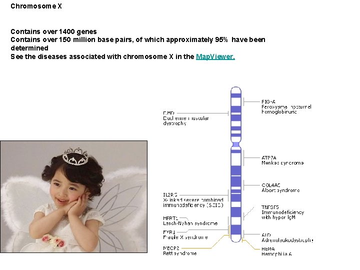 Chromosome X Contains over 1400 genes Contains over 150 million base pairs, of which