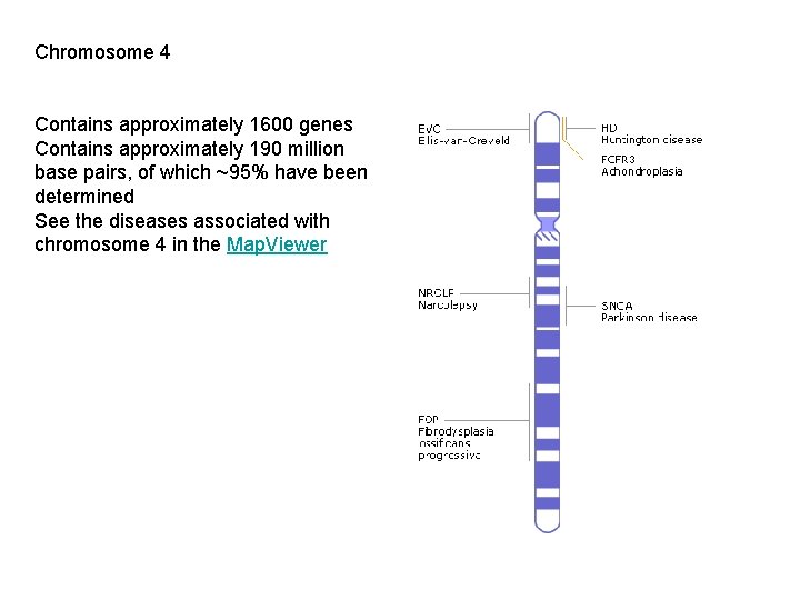 Chromosome 4 Contains approximately 1600 genes Contains approximately 190 million base pairs, of which