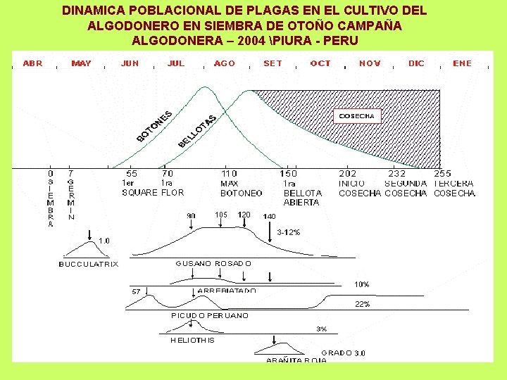 DINAMICA POBLACIONAL DE PLAGAS EN EL CULTIVO DEL ALGODONERO EN SIEMBRA DE OTOÑO CAMPAÑA