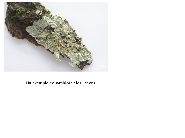 Un exemple de symbiose : les lichens 