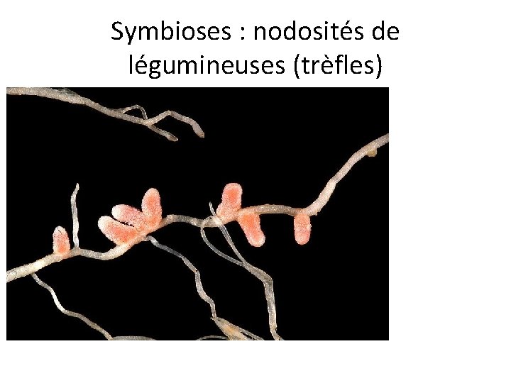 Symbioses : nodosités de légumineuses (trèfles) 