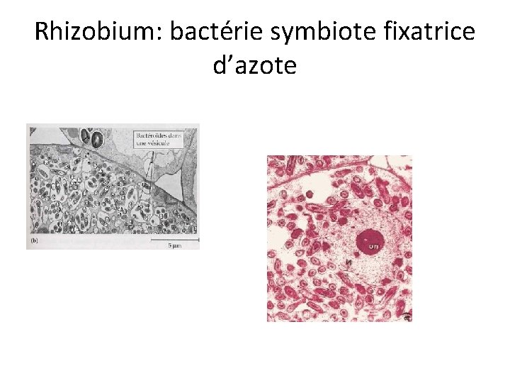 Rhizobium: bactérie symbiote fixatrice d’azote 