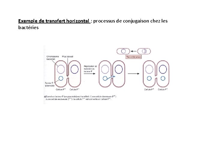 Exemple de transfert horizontal : processus de conjugaison chez les bactéries 