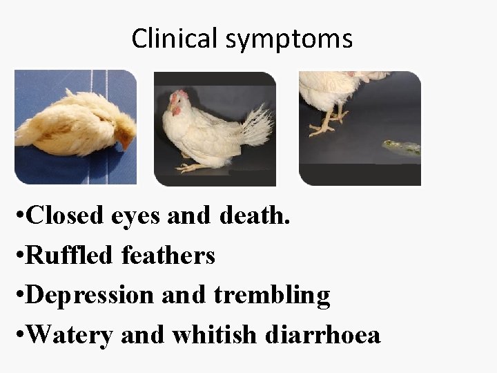 Clinical symptoms • Closed eyes and death. • Ruffled feathers • Depression and trembling