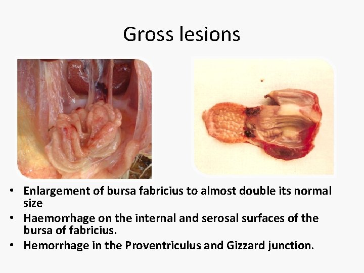 Gross lesions • Enlargement of bursa fabricius to almost double its normal size •