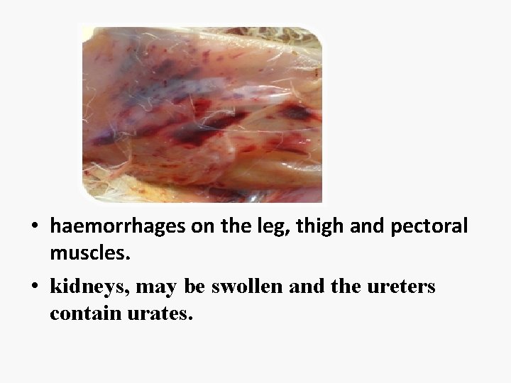  • haemorrhages on the leg, thigh and pectoral muscles. • kidneys, may be