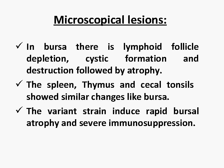 Microscopical lesions: ü In bursa there is lymphoid follicle depletion, cystic formation and destruction