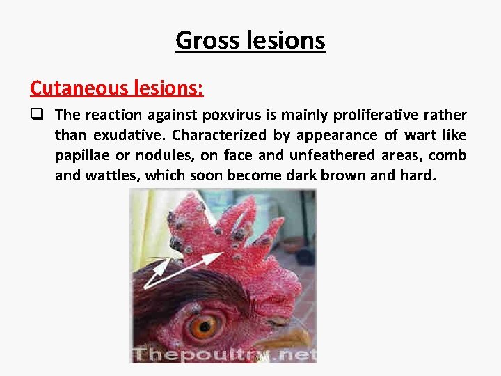 Gross lesions Cutaneous lesions: q The reaction against poxvirus is mainly proliferative rather than