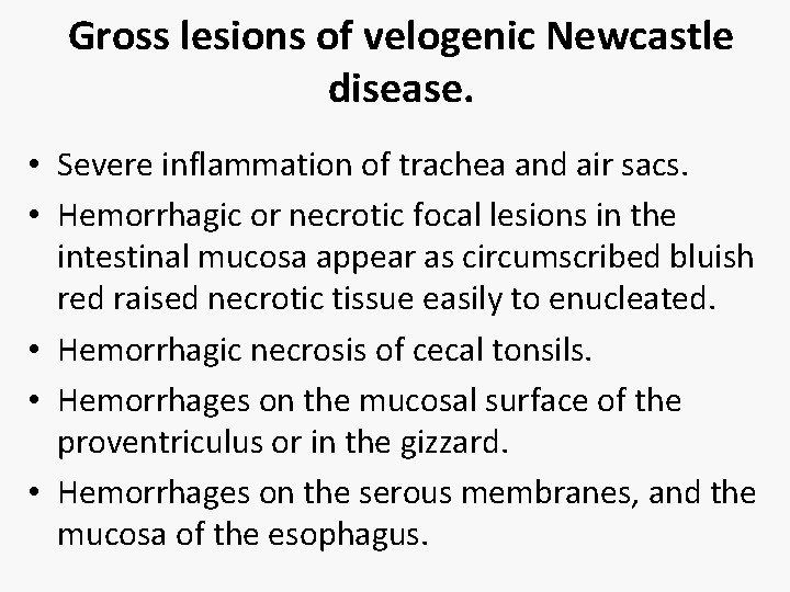 Gross lesions of velogenic Newcastle disease. • Severe inflammation of trachea and air sacs.