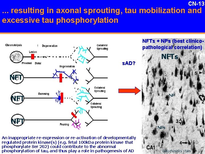 CN-13 . . . resulting in axonal sprouting, tau mobilization and excessive tau phosphorylation