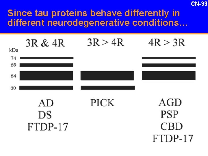 CN-33 Since tau proteins behave differently in different neurodegenerative conditions… 