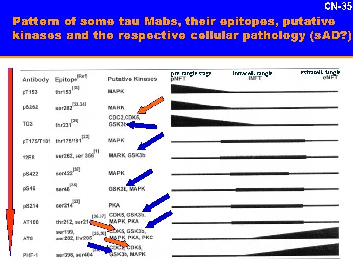 CN-35 Pattern of some tau Mabs, their epitopes, putative kinases and the respective cellular