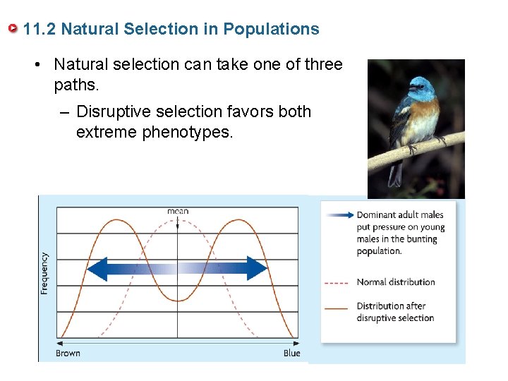 11. 2 Natural Selection in Populations • Natural selection can take one of three