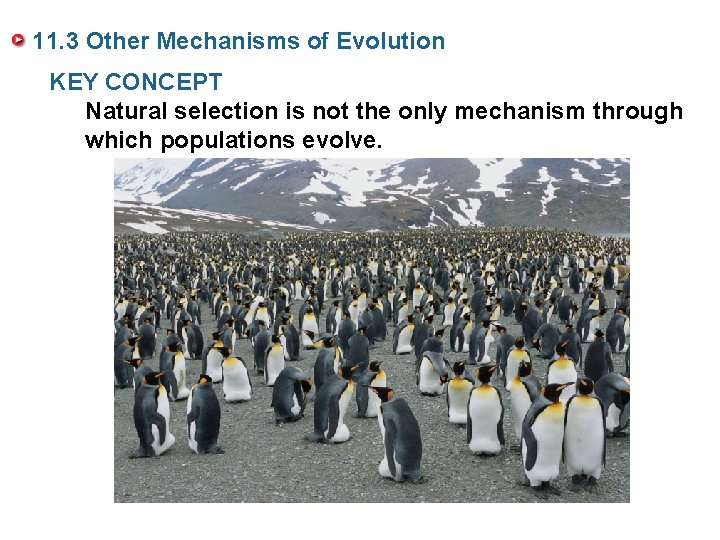 11. 3 Other Mechanisms of Evolution KEY CONCEPT Natural selection is not the only