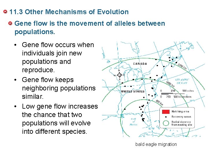 11. 3 Other Mechanisms of Evolution Gene flow is the movement of alleles between