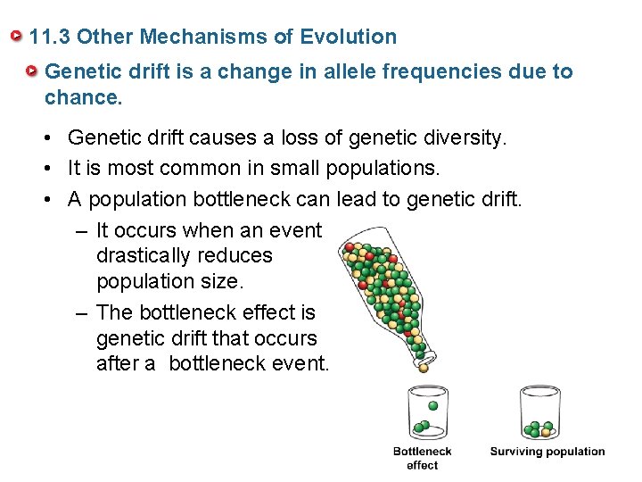 11. 3 Other Mechanisms of Evolution Genetic drift is a change in allele frequencies