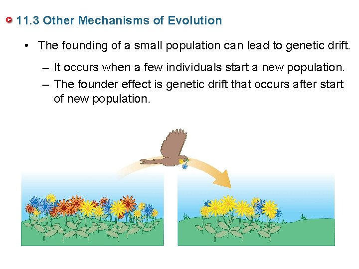 11. 3 Other Mechanisms of Evolution • The founding of a small population can