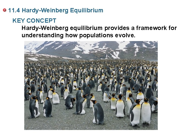 11. 4 Hardy-Weinberg Equilibrium KEY CONCEPT Hardy-Weinberg equilibrium provides a framework for understanding how