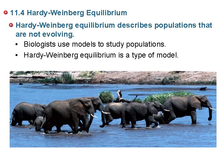 11. 4 Hardy-Weinberg Equilibrium Hardy-Weinberg equilibrium describes populations that are not evolving. • Biologists