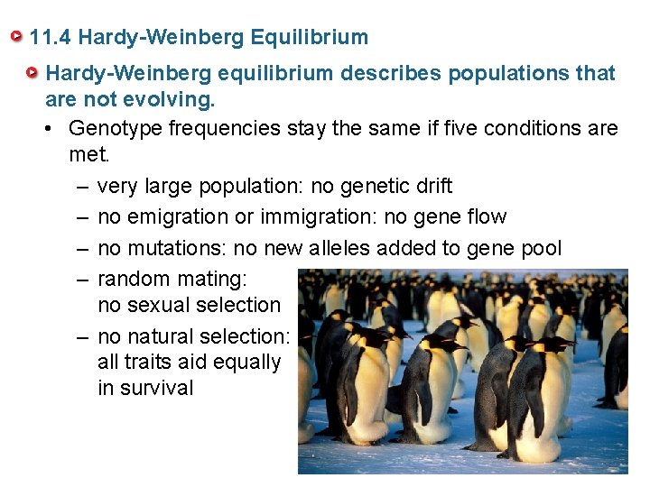 11. 4 Hardy-Weinberg Equilibrium Hardy-Weinberg equilibrium describes populations that are not evolving. • Genotype