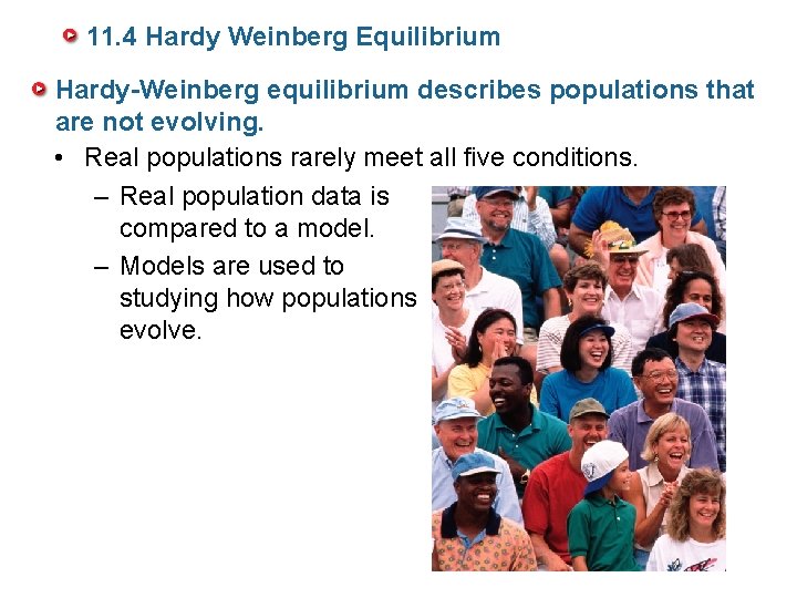 11. 4 Hardy Weinberg Equilibrium Hardy-Weinberg equilibrium describes populations that are not evolving. •