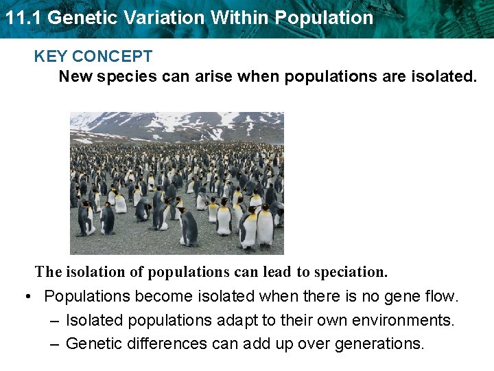 11. 1 Genetic Variation Within Population KEY CONCEPT New species can arise when populations