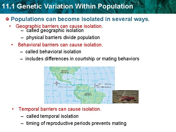 11. 1 Genetic Variation Within Populations can become isolated in several ways. • Geographic