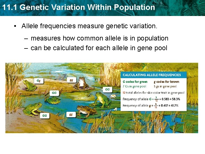 11. 1 Genetic Variation Within Population • Allele frequencies measure genetic variation. – measures