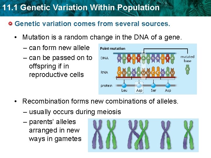 11. 1 Genetic Variation Within Population Genetic variation comes from several sources. • Mutation