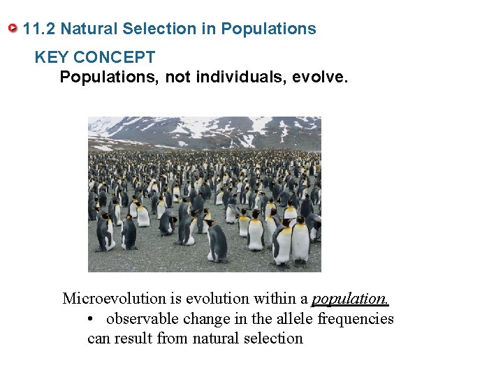 11. 2 Natural Selection in Populations KEY CONCEPT Populations, not individuals, evolve. Microevolution is