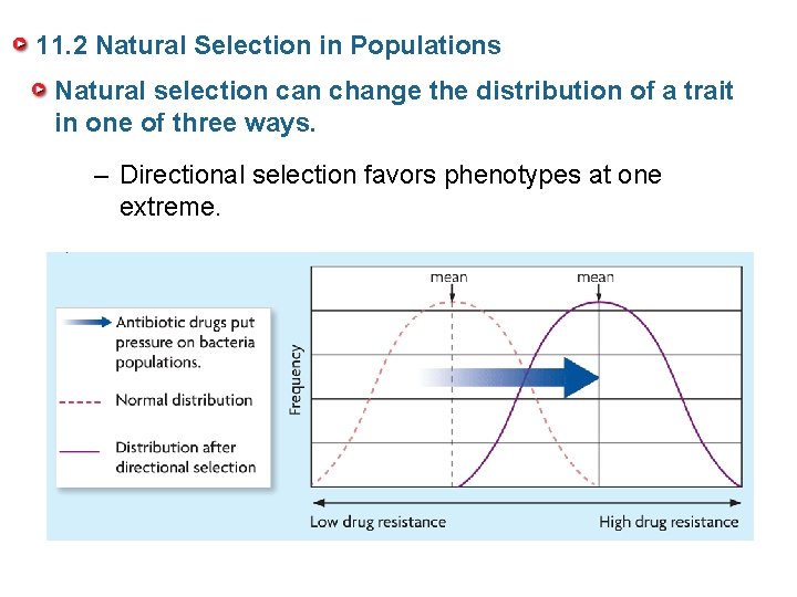 11. 2 Natural Selection in Populations Natural selection can change the distribution of a