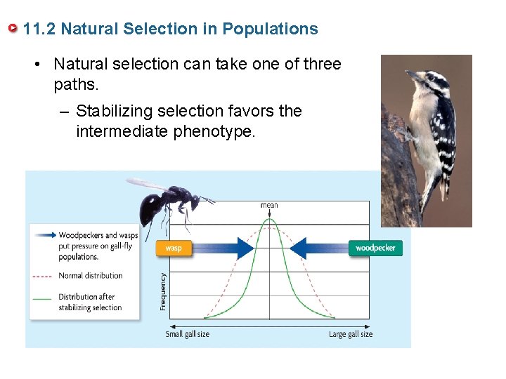11. 2 Natural Selection in Populations • Natural selection can take one of three