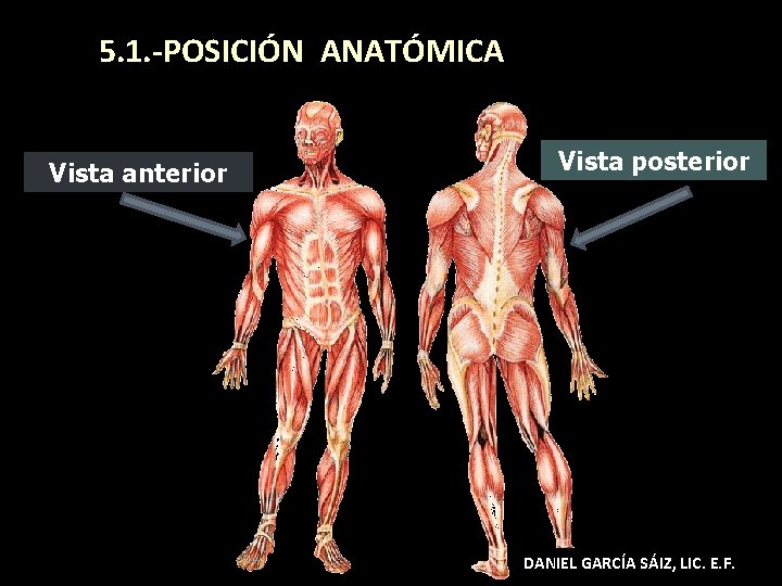 5. 1. -POSICIÓN ANATÓMICA Vista anterior Vista posterior DANIEL GARCÍA SÁIZ, LIC. E. F.